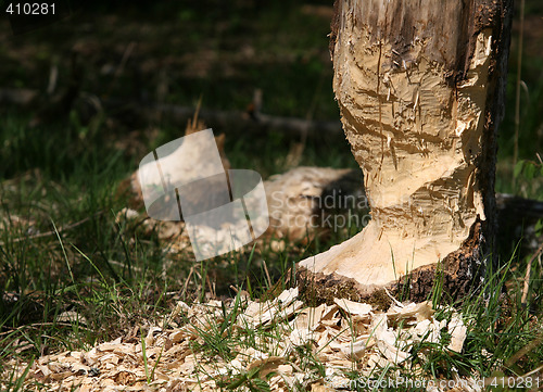 Image of Beaver tree