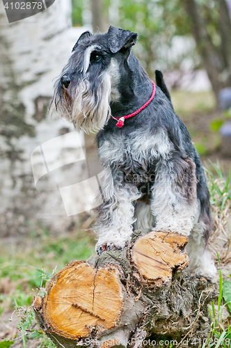 Image of Miniature schnauzer sitting on stump