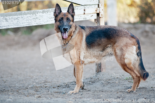 Image of a dog enjoying the outdoors on a beautiful summer day vintage toned