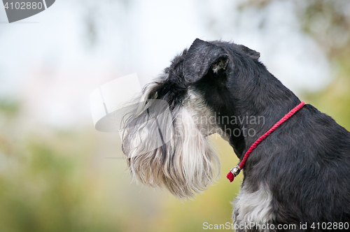 Image of portrait of miniature schnauzer close up