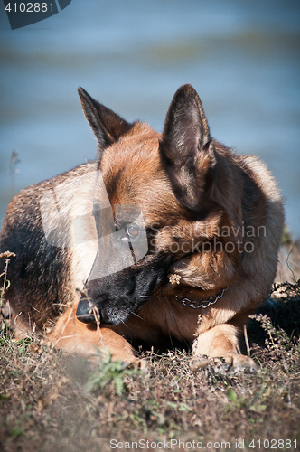 Image of friendly German shepherd lying in the dry grass on the beach