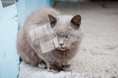 Image of Expressive look of the grey striped cat sitting on the pavement.