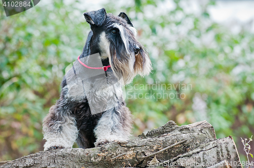 Image of Miniature schnauzer sitting on stump