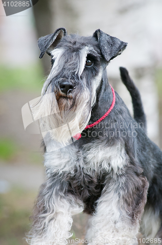 Image of portrait of miniature schnauzer close up