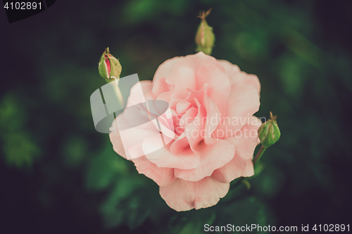 Image of Pink Rose Blooming in Garden. Delicate pink roses on the green background