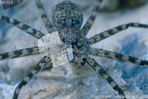 Image of Poisonous Spider