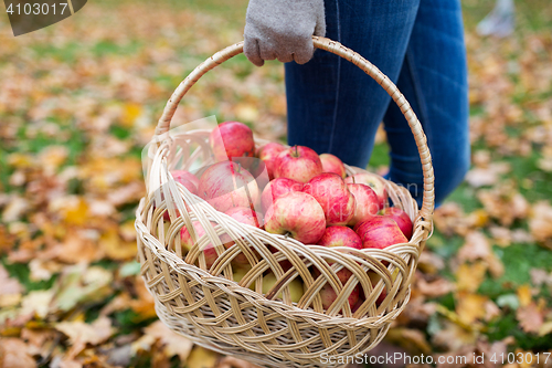 Image of woman with basket of apples at autumn garden