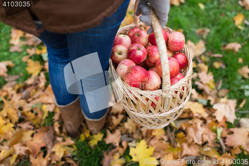 Image of woman with basket of apples at autumn garden