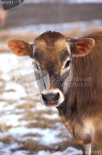 Image of Milk Cow
