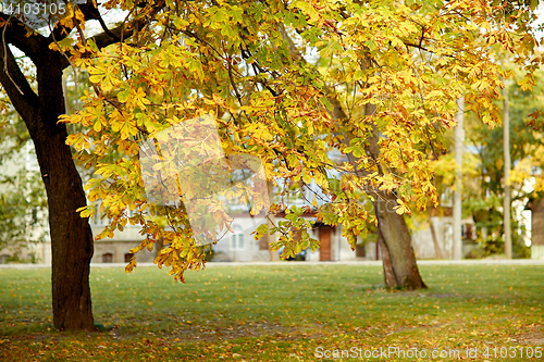 Image of autumn chestnut tree in city park