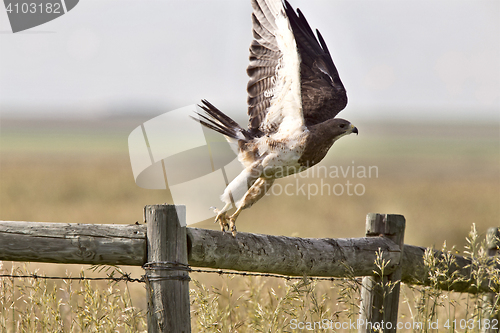 Image of Swainson Hawk on Post