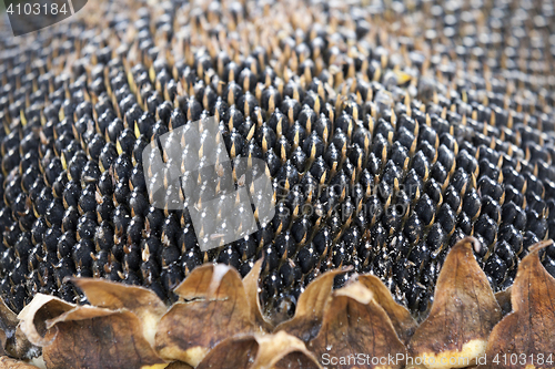 Image of sunflower seeds on