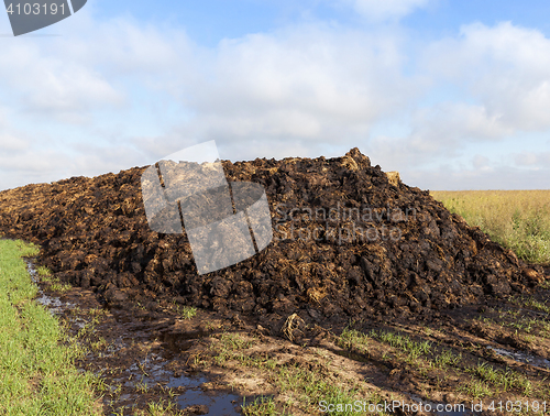 Image of are landed in a pile of manure