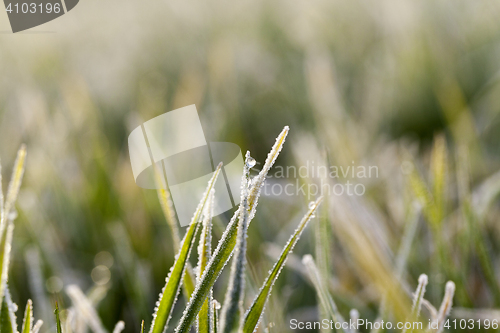 Image of young grass plants, close-up