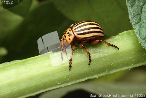 Image of Colorado Potato Beetle