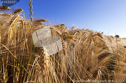 Image of ripe yellow cereals