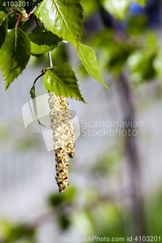 Image of Young leaves of birch