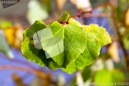 Image of yellowing foliage linden