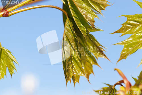 Image of green maple leaves