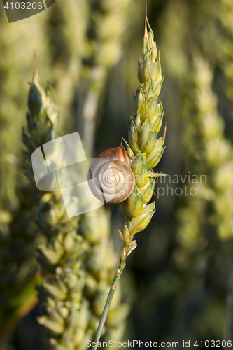 Image of Field with cereal