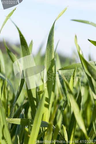 Image of Field with cereal