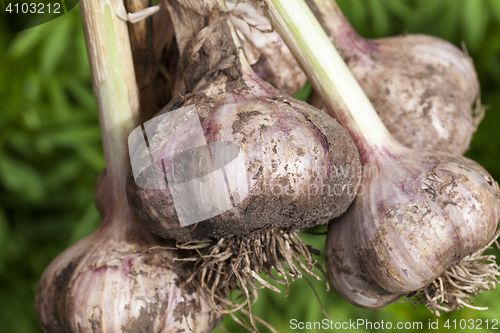 Image of root of garlic, close-up