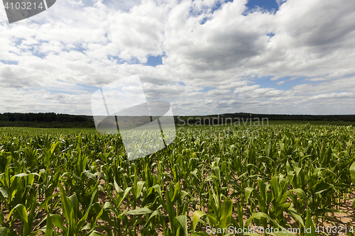 Image of corn field, summer