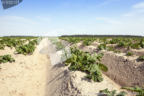 Image of Potatoes in the field