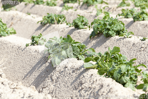 Image of Agriculture, potato field