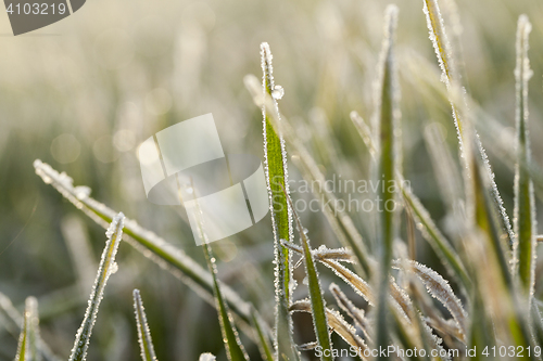 Image of young grass plants, close-up