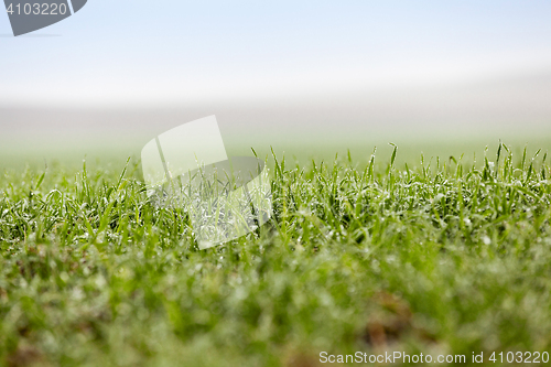 Image of young grass plants, close-up