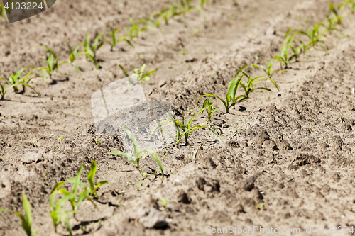 Image of Field of green corn