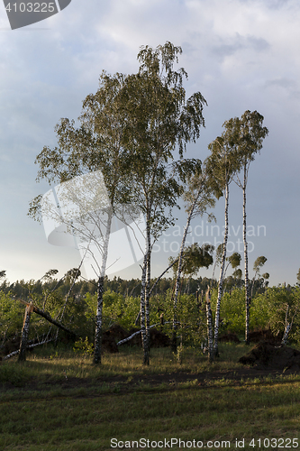 Image of broken birch tree after a storm