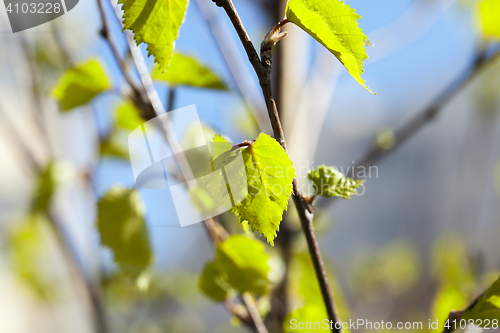 Image of Young leaves of birch