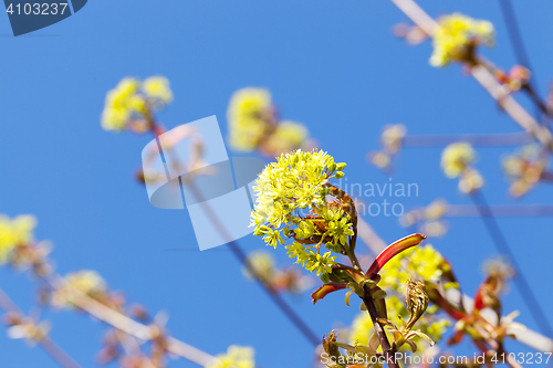 Image of flowering maple tree