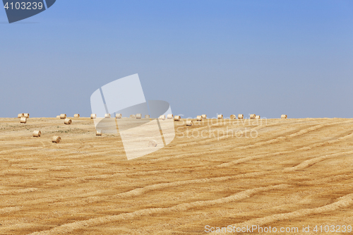 Image of harvest of cereals