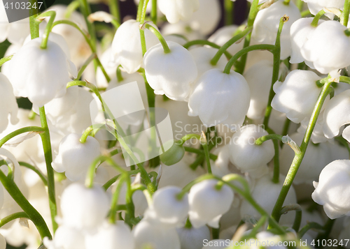 Image of Forest lily of the valley close-up