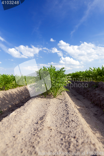 Image of Field with carrot