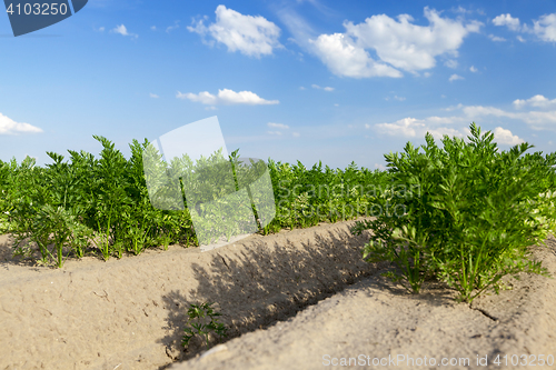 Image of Field with carrot