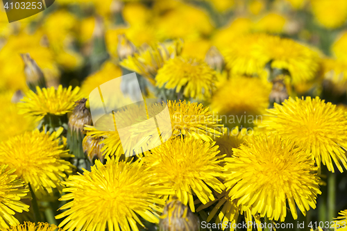 Image of yellow dandelions in spring