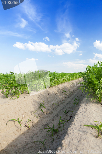 Image of Field with carrot