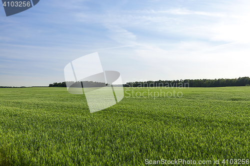 Image of Field with cereal