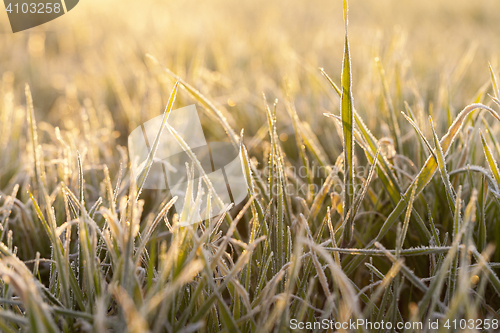 Image of frost on the wheat