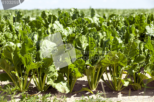 Image of Field with sugar beet