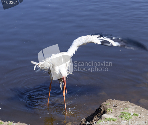 Image of Stork without wing