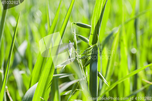 Image of Field with cereal