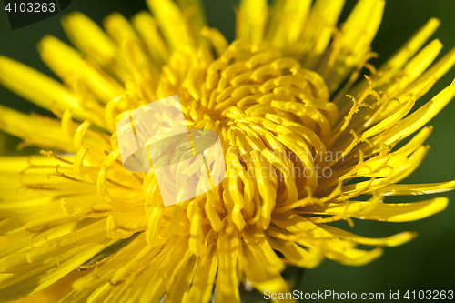 Image of yellow dandelions in spring