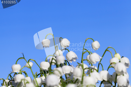 Image of Forest lily of the valley close-up