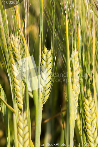 Image of ripening cereals in the field