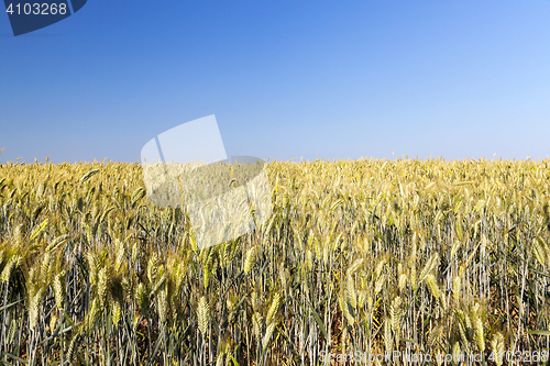 Image of mature cereal, close-up